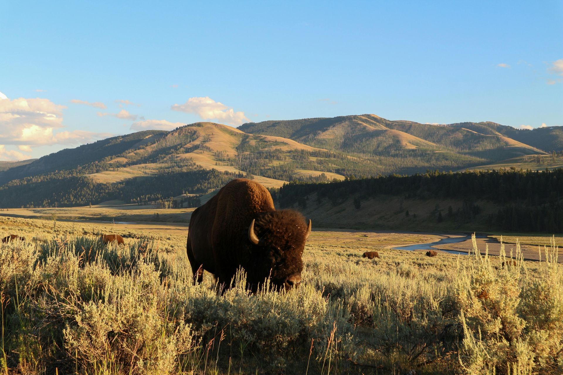 Bison stands in a grassy field with a mountain backdrop, under a blue sky.