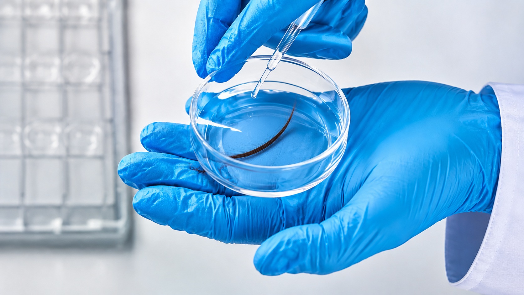 Blue-gloved hands holding a petri dish in a laboratory setting