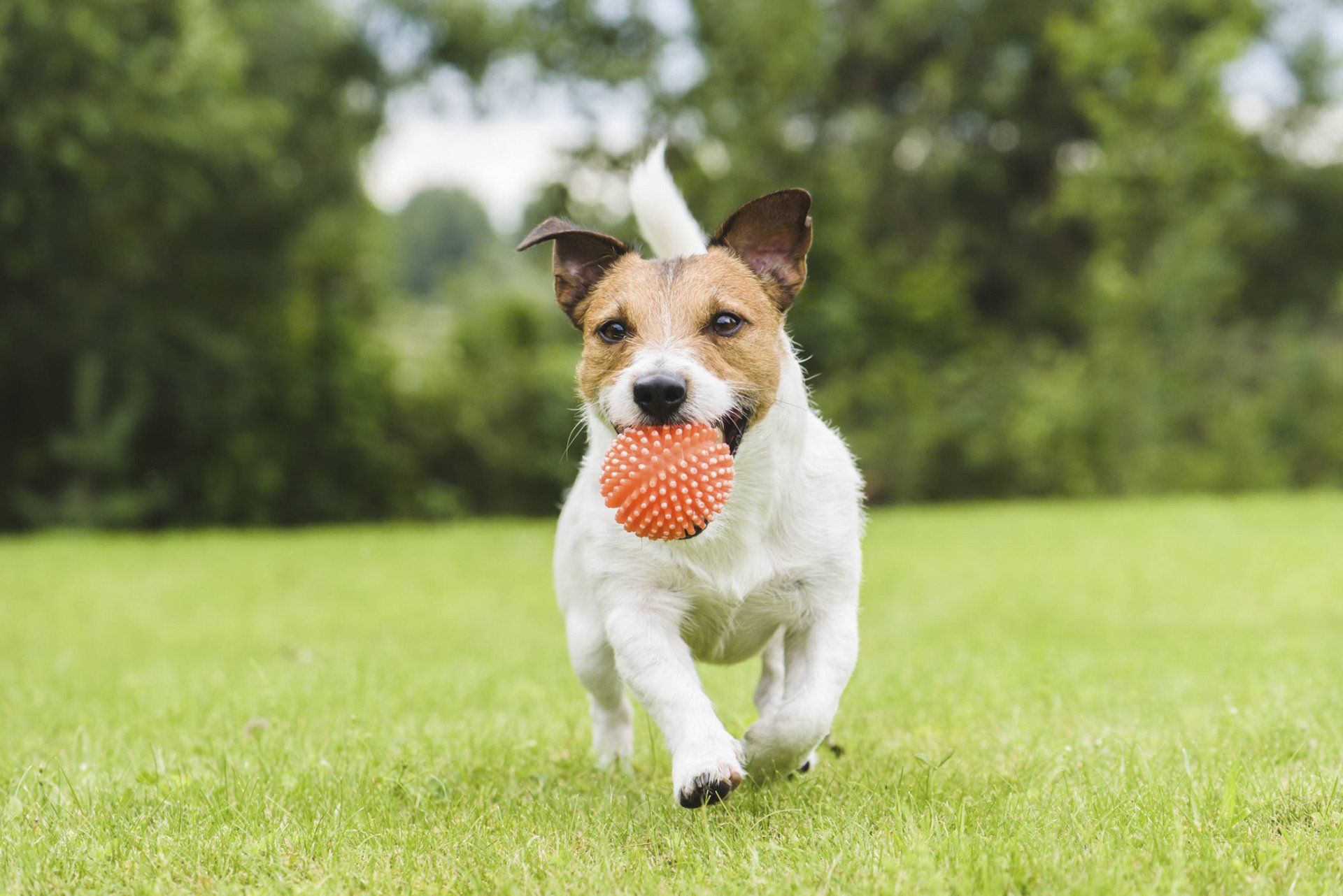 Funny pet dog playing with orange toy ball
