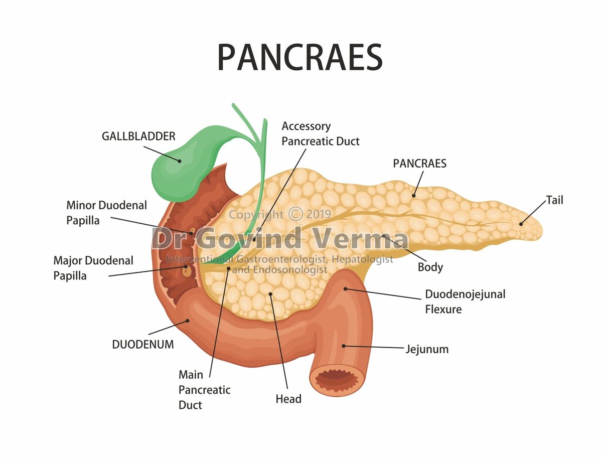 human pancreas diagram