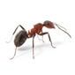 Ants - Pest Control in Oxford, MS