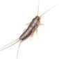 Silverfish - Pest Control in Oxford, MS