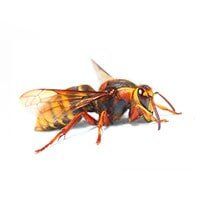 Hornets - Pest Control in Oxford, MS