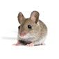Mice - Pest Control in Oxford, MS