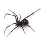 Spiders - Pest Control in Oxford, MS