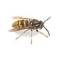 Yellowjackets - Pest Control in Oxford, MS