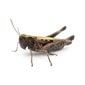 Crickets - Pest Control in Oxford, MS