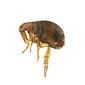 Fleas - Pest Control in Oxford, MS