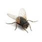 Flies - Pest Control in Oxford, MS