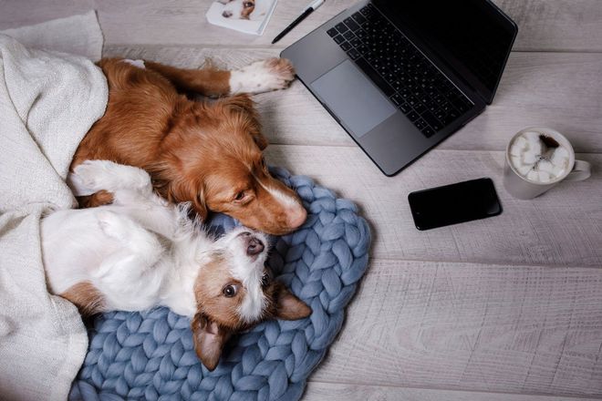 Image of a dog looking at a computer