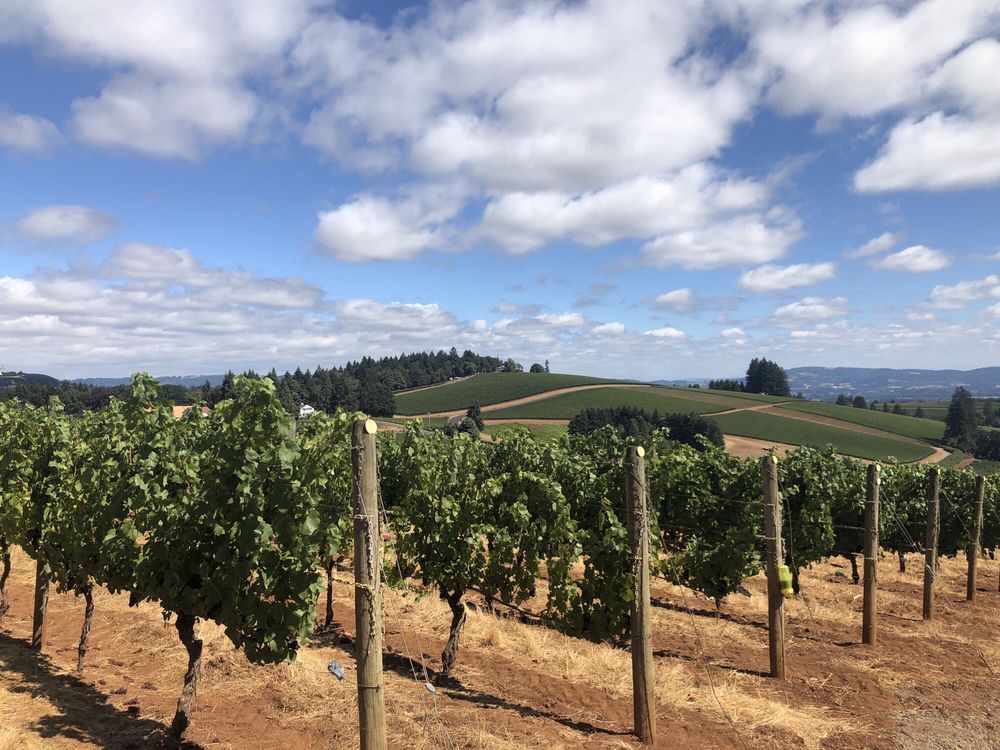 Vineyard with rows of grapevines on a hillside under a blue sky with scattered clouds.