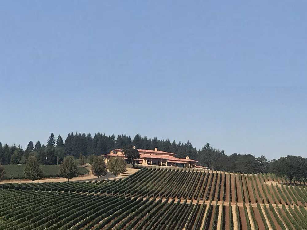 Vineyard with rows of grapevines leading to a large building with a red tile roof, set against a clear blue sky.