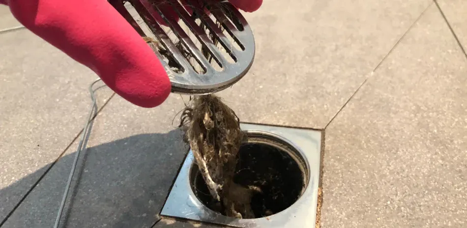 A person is cleaning a drain with a rubber glove.