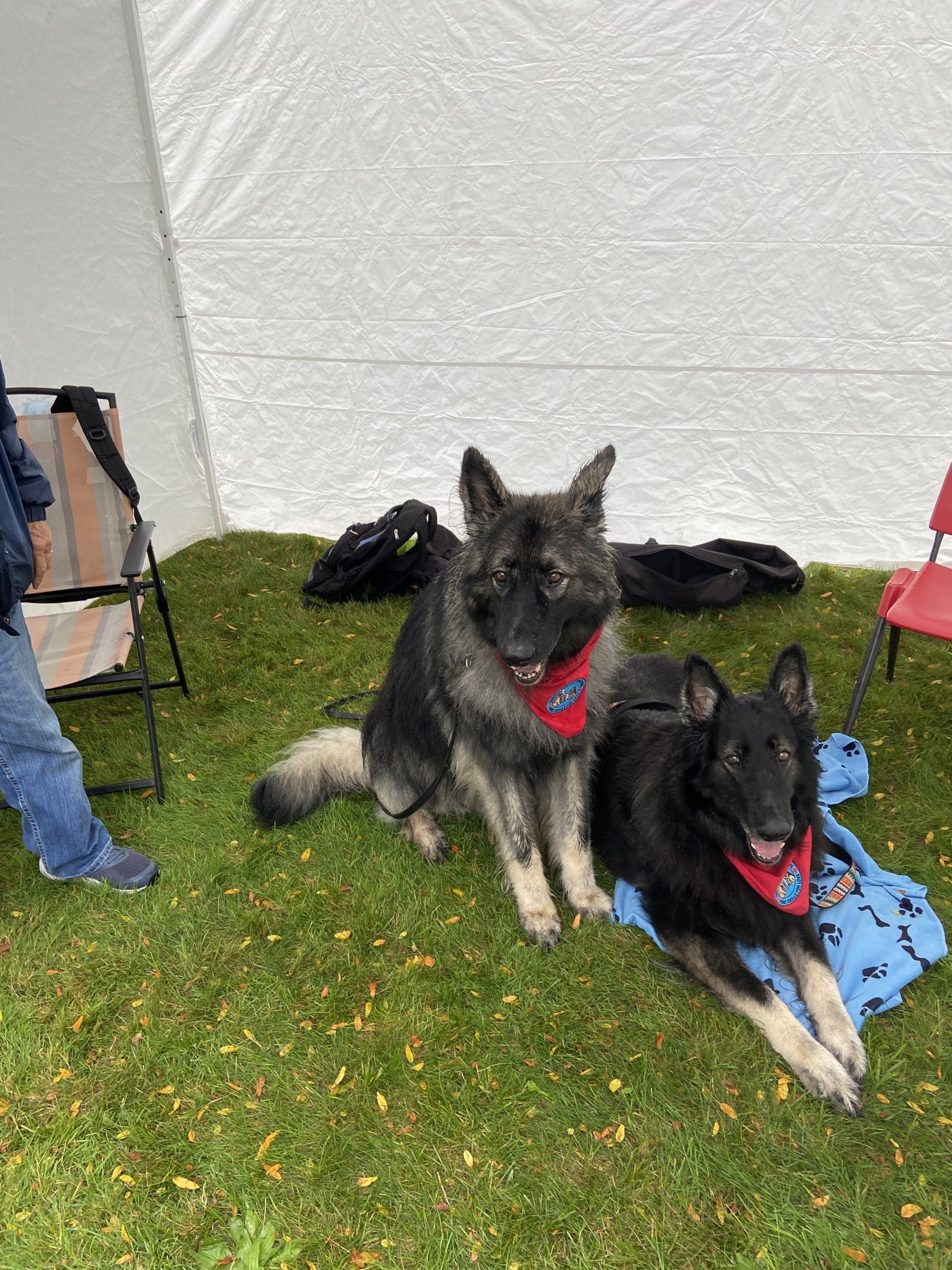 Therapy Dogs Onyx and Cody at a Suicide Awareness Walk