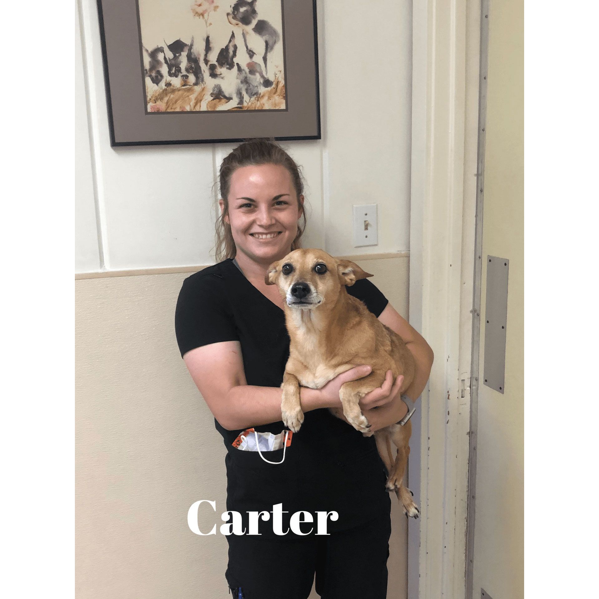 A woman is holding a brown dog in her arms.