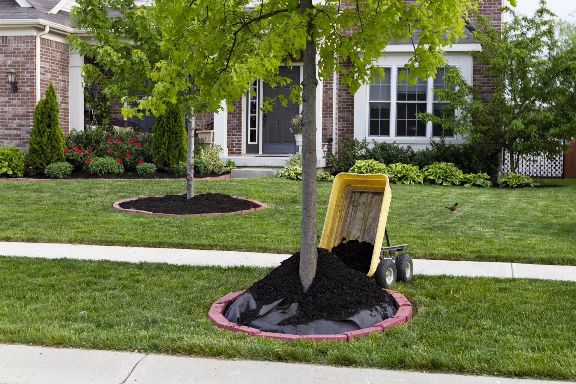 Putting Mulch Around the Tree