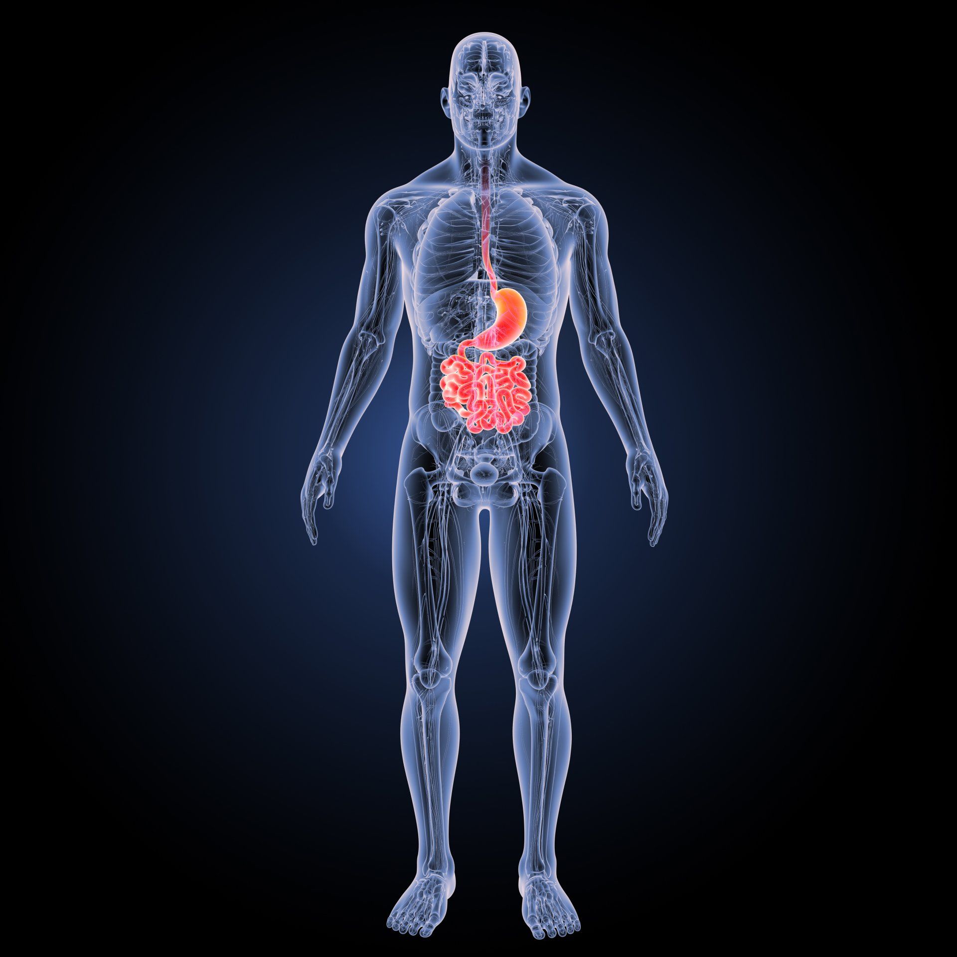 Anatomical image of stomach and small intestine.