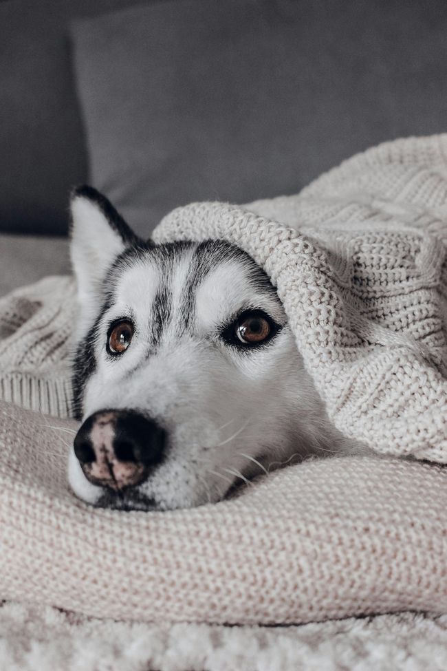 Pet-Hair+Removal