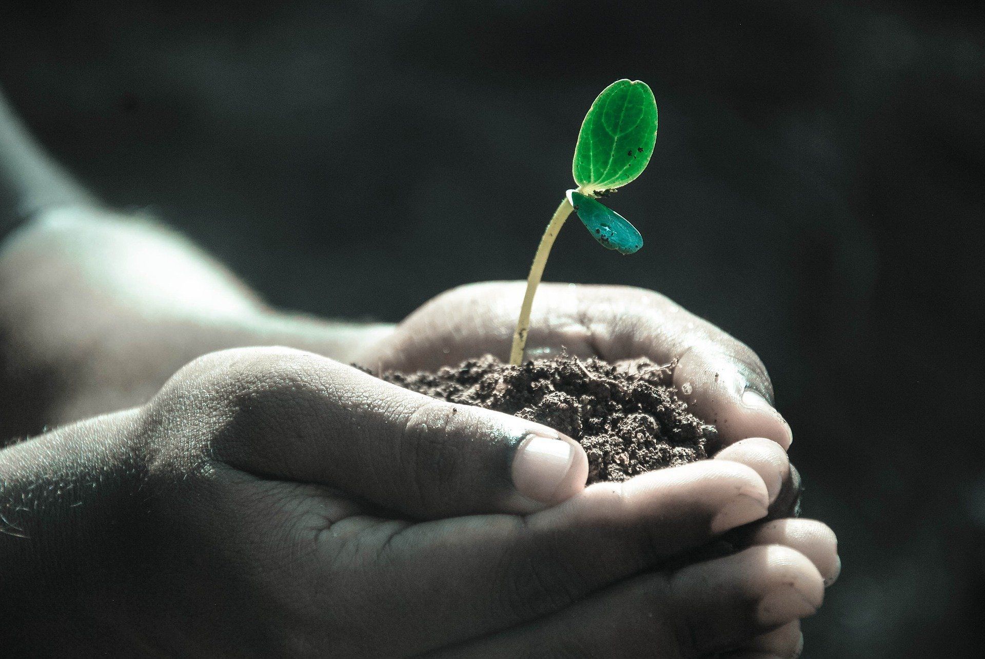 Planting a Seedling
