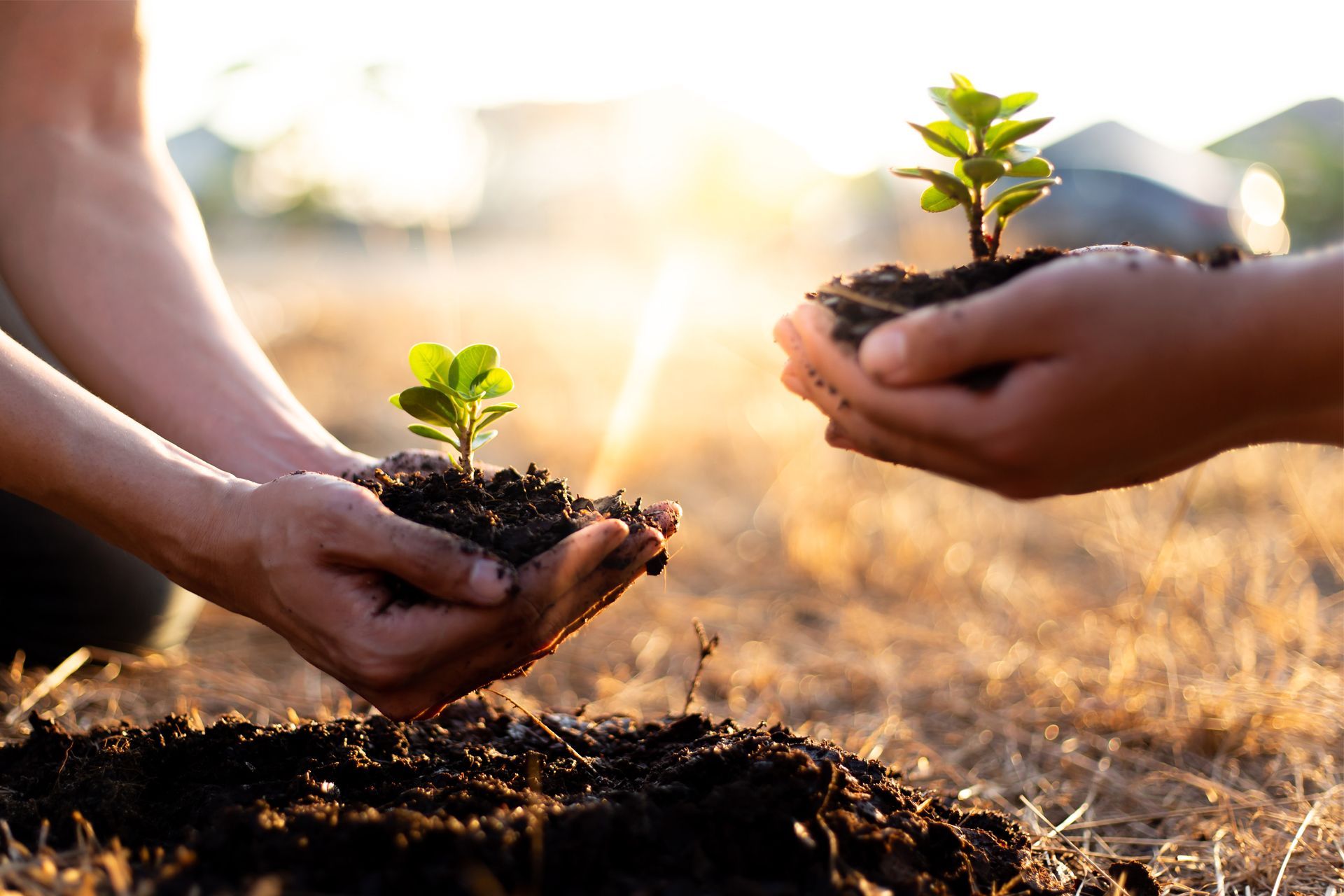 Planting