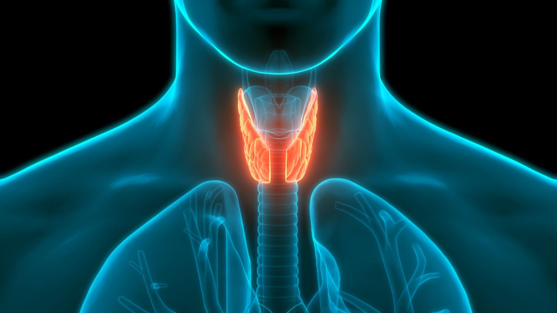 A computer generated image of a man 's thyroid gland.