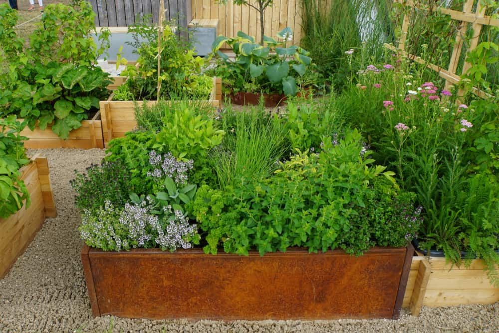 Raised Garden Beds Filled With Lush Green Herbs and Plants — Ourimbah Landscape Supplies In Ourimbah, NSW
