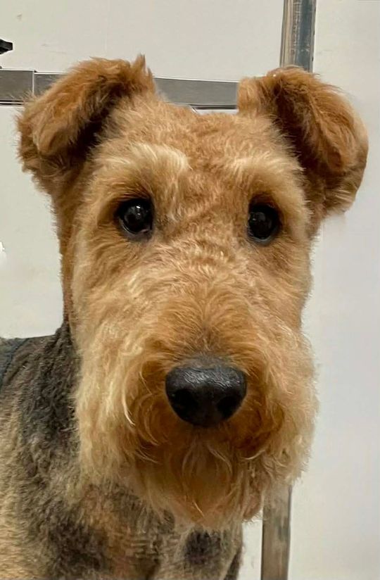 A gorgeous airedale pup models her new groom