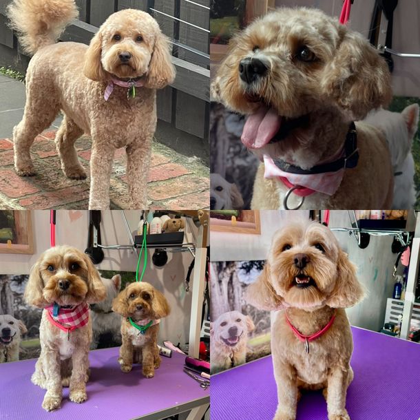 A beautiful cavoodle after his groom at Kirstin's Pampered Pups
