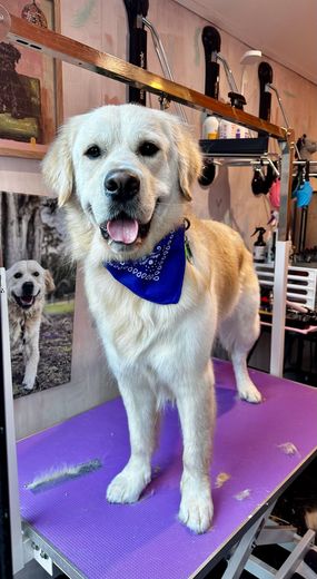 Murphy the 2 year old Golden Retriever on the grooming table