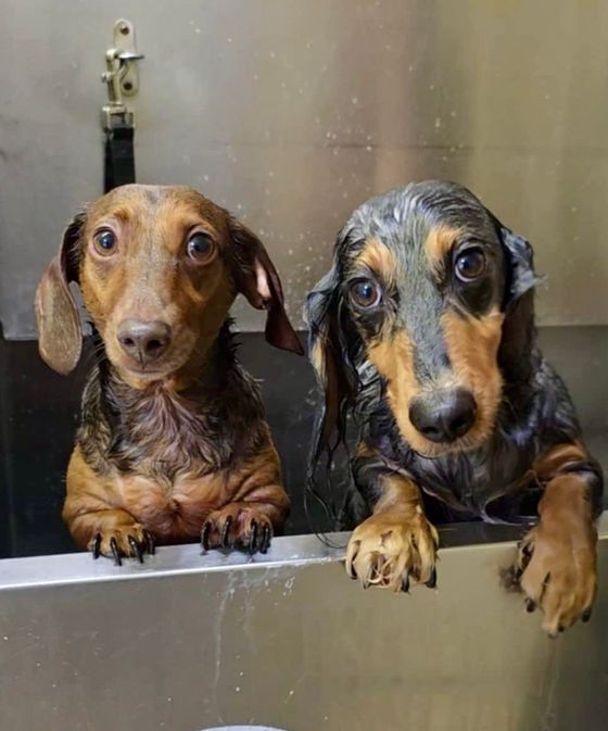 Two Dachsunds sharing a bath
