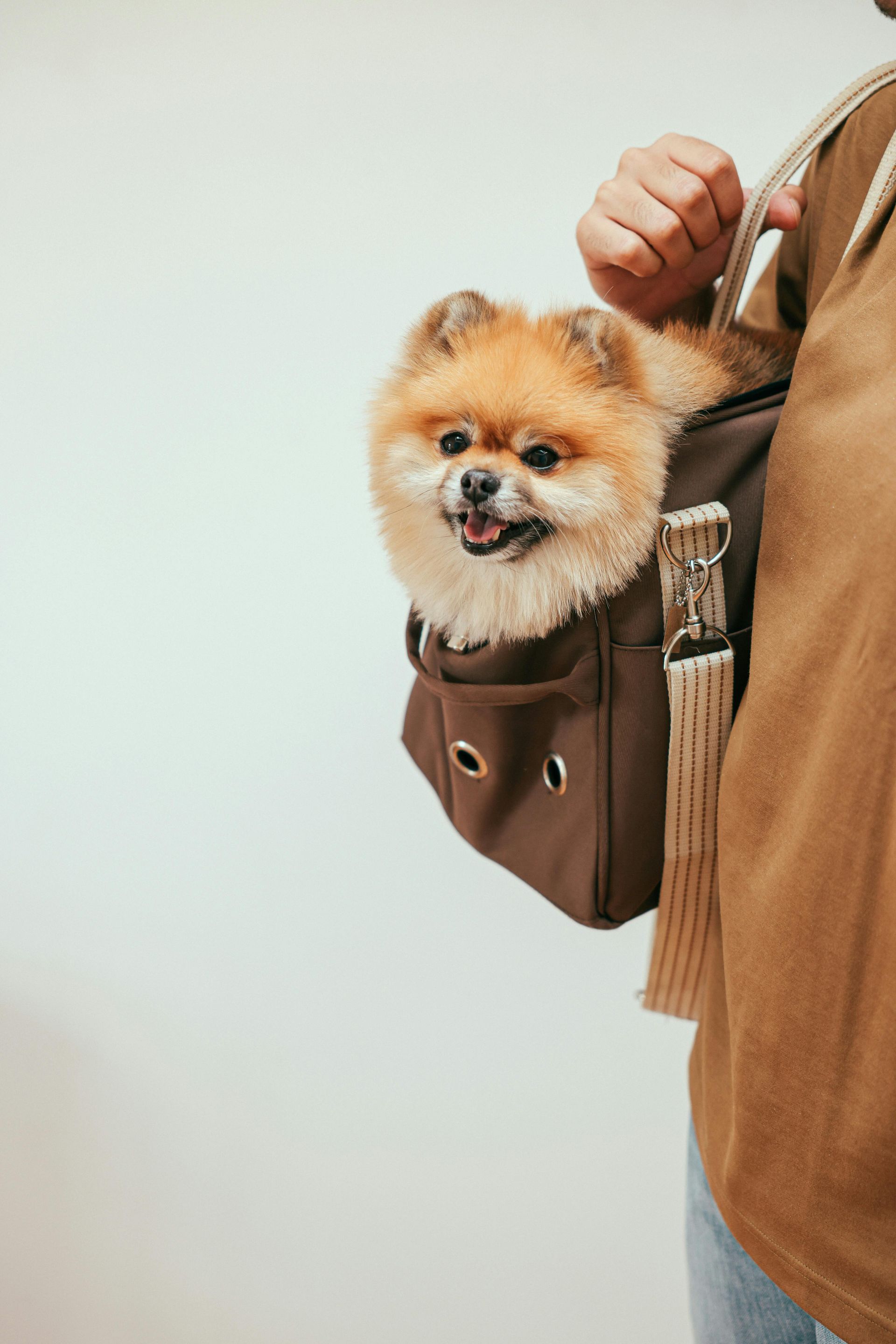Um cão da raça Pomerânia marrom dentro de uma bolsa marrom carregada por uma pessoa de camisa marrom.