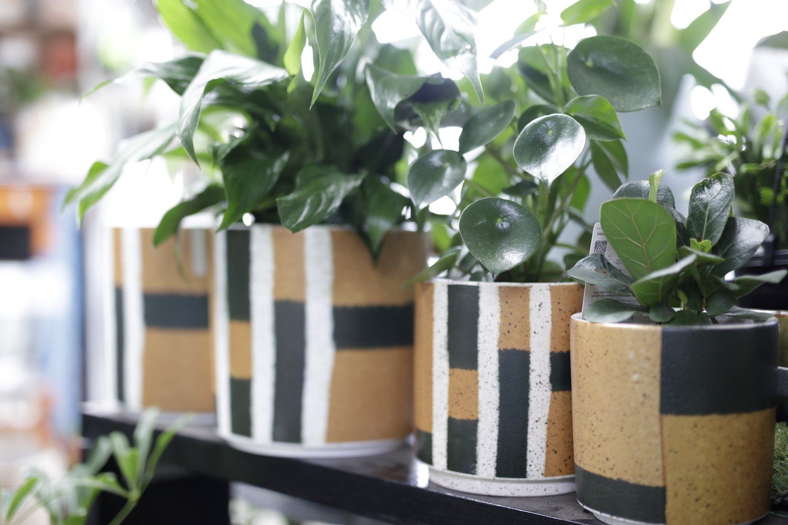 Greener Life Inverloch,Retro Pots,Indoor Plants