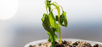 Photo credit Hydrobuilder