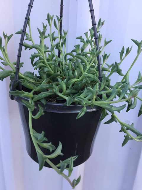 String of dolphins -lovely versatile succulent