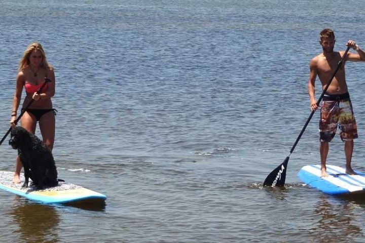 A man and a woman are paddle boarding with a dog