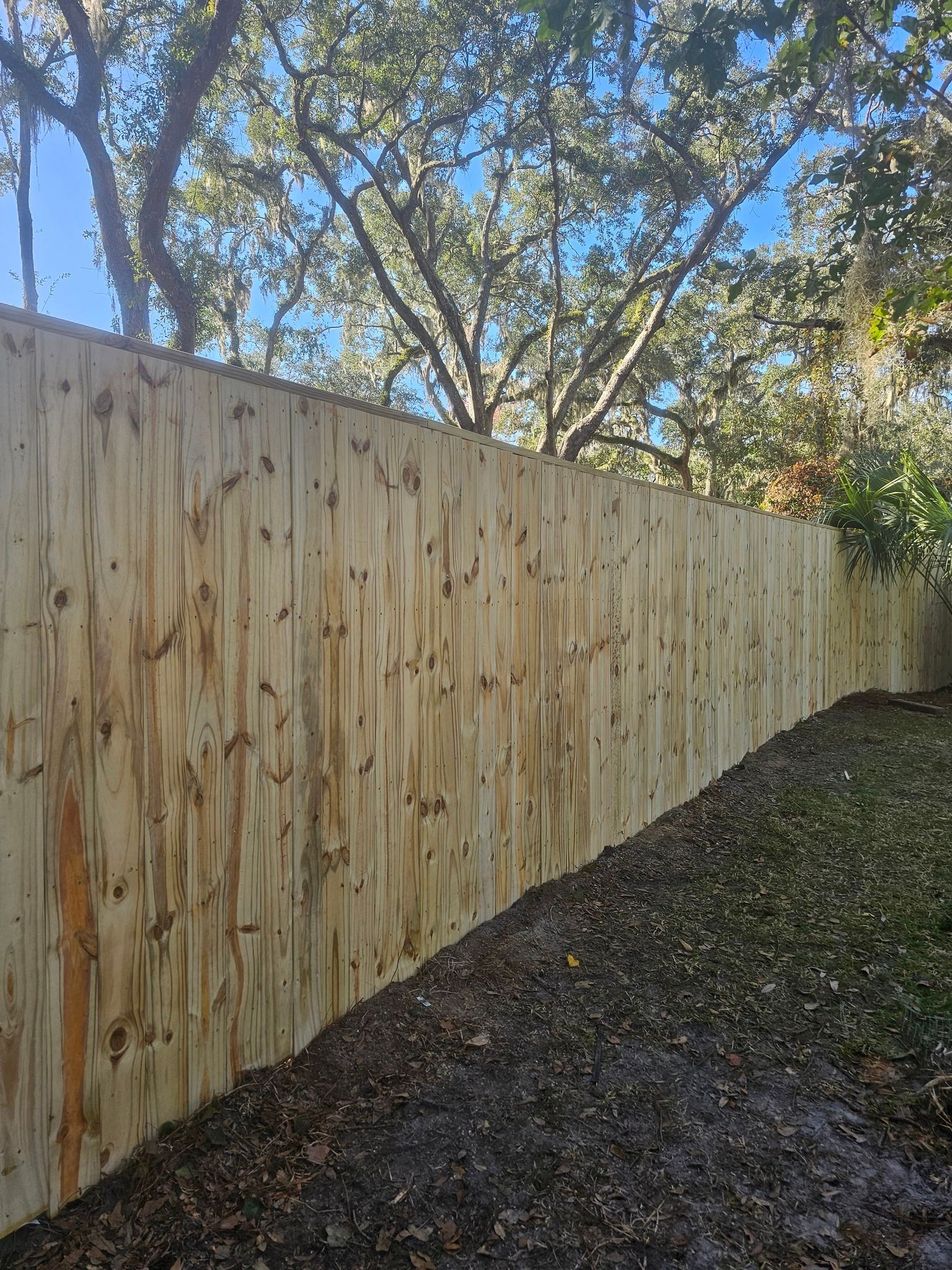 A tall, light-colored wooden fence runs diagonally across the frame, with trees and a clear blue sky in the background.