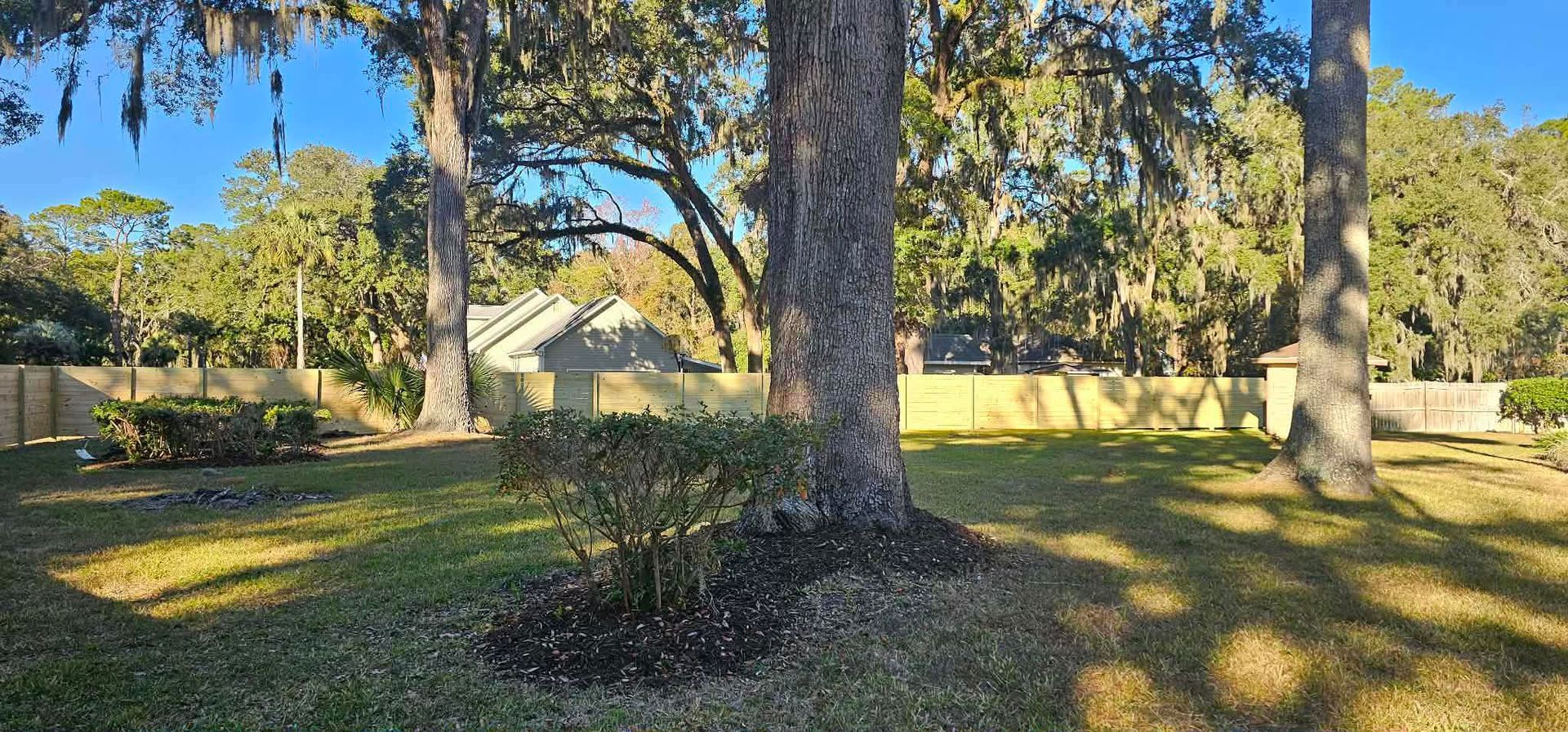 A backyard with tall trees, a small bush, and a long beige wall under a clear blue sky.