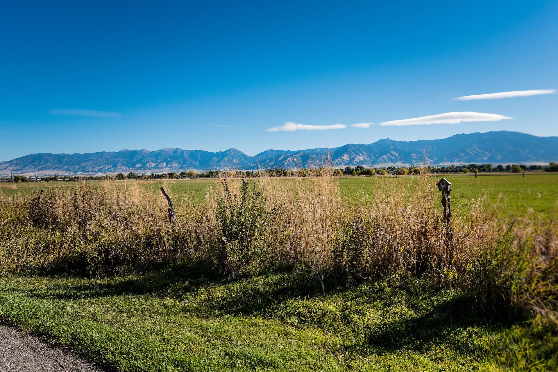 A dirt road going through a grassy field with mountains in the background.