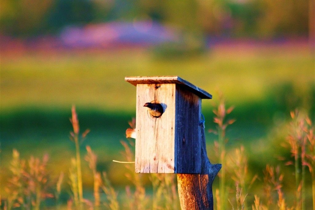 A birdhouse is sitting on top of a tree stump in a field. birdwatching and wildlife. 