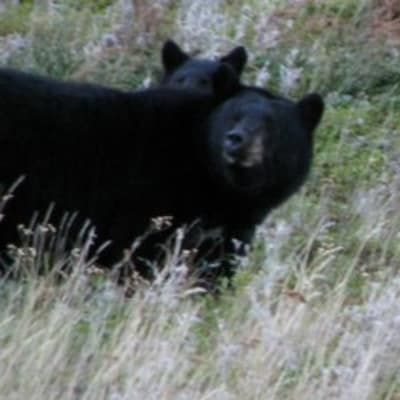 Two black bears are standing next to each other in the grass