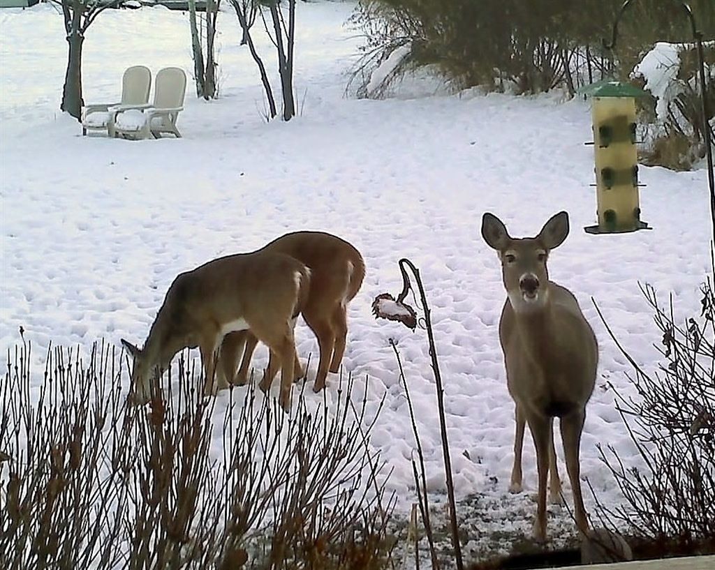 A couple of deer standing in the snow near a bird feeder. wildlife. quiet peaceful setting. 