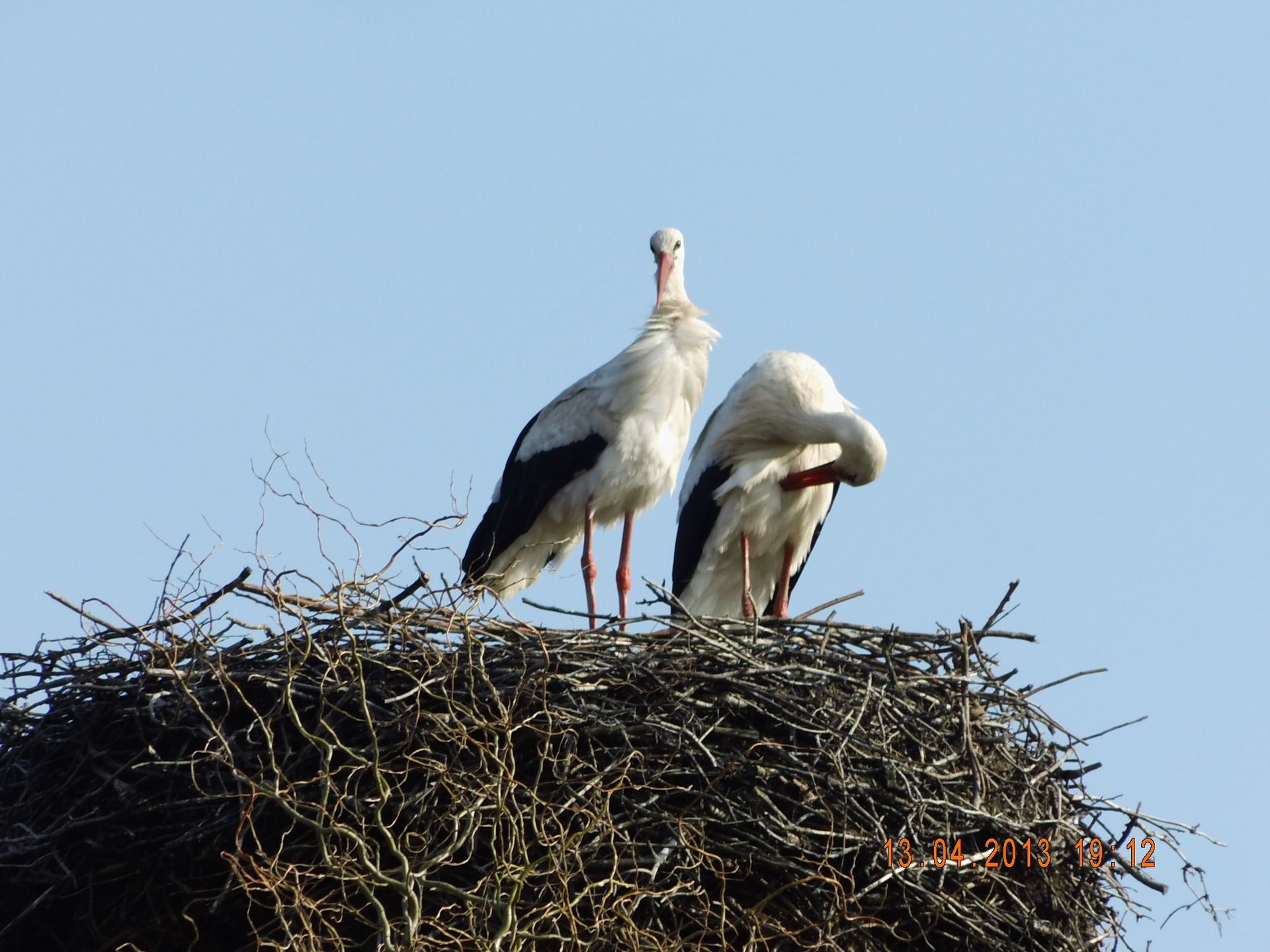 Zwei Störche sitzen auf einem großen Nest aus Zweigen; einer putzt sein Gefieder. Blauer Himmel im Hintergrund.