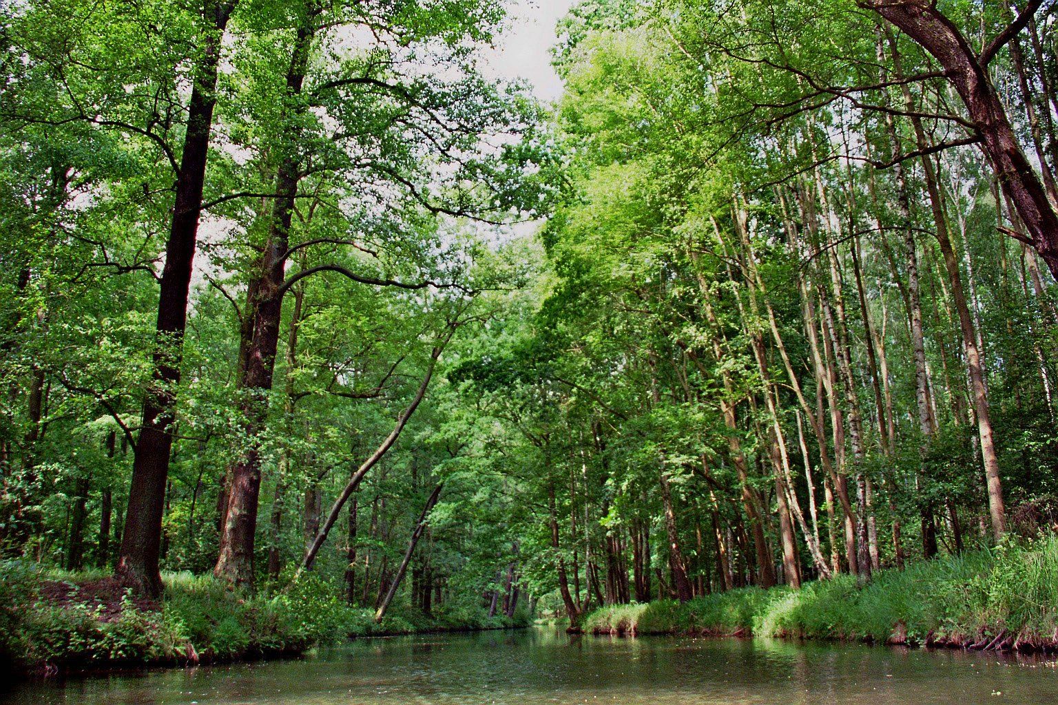 Ein Fluss fließt durch einen üppig grünen Wald, Bäume säumen die Ufer und spenden Schatten.