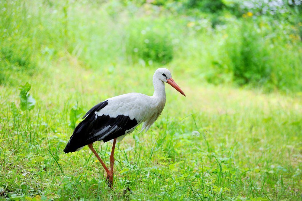 Ein weiß-schwarzer Storch mit orangefarbenem Schnabel und Beinen steht im grünen Gras.