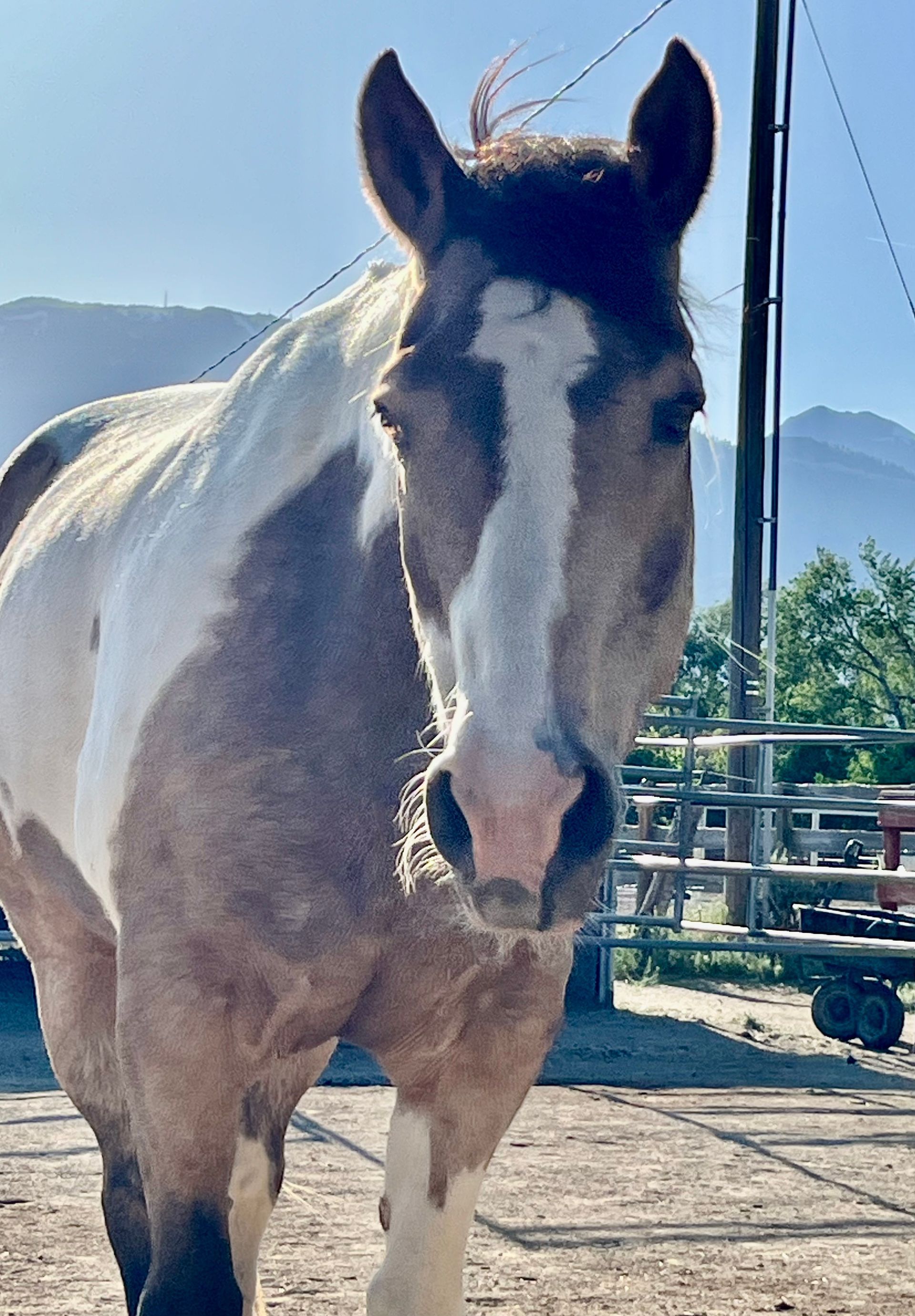 Caspian