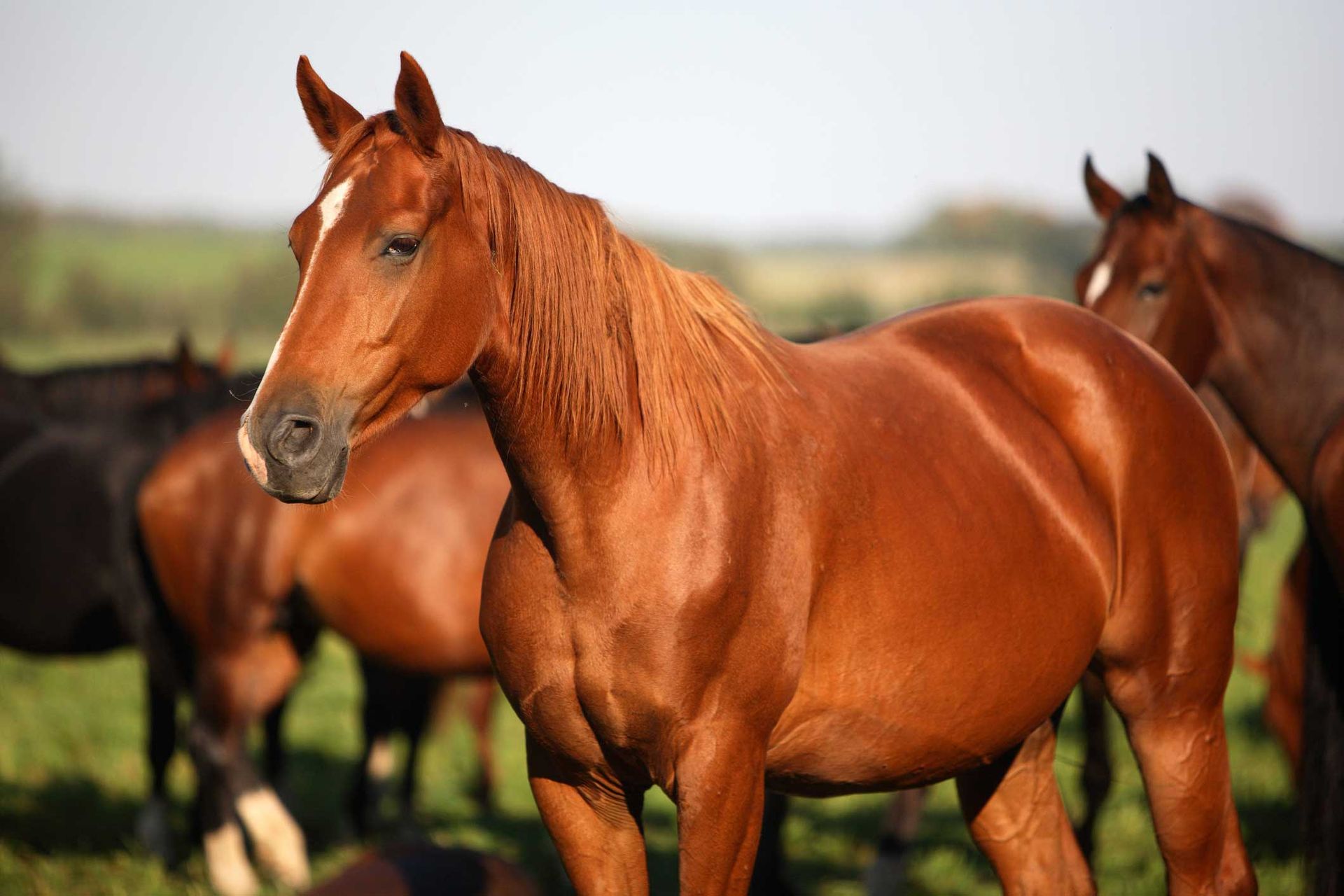 Pack of Horses — Reno, NV — E3A Equine Experiential