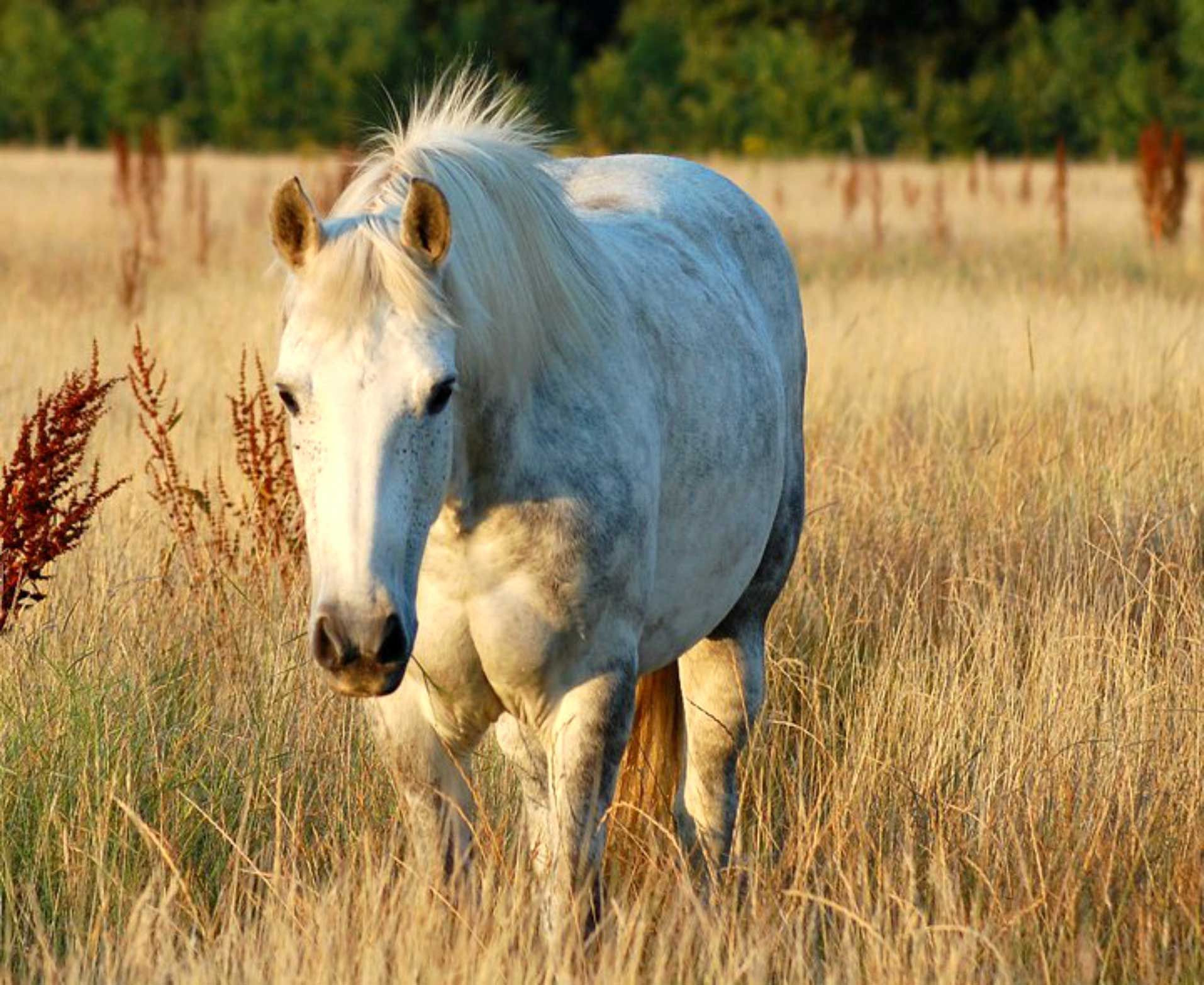White Horse — Reno, NV — E3A Equine Experiential