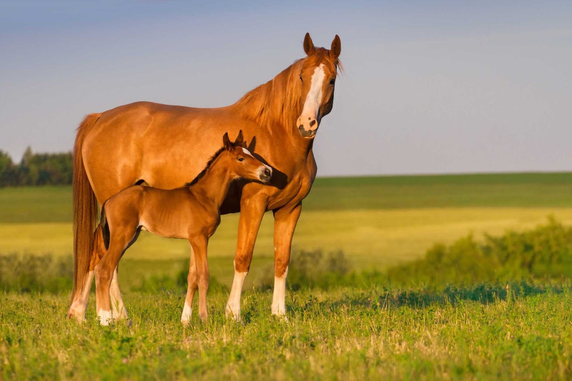 Mare with Foal — Reno, NV — E3A Equine Experiential