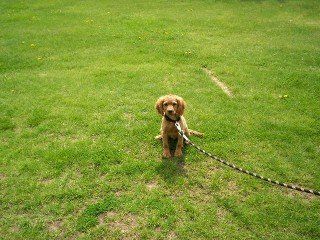 APRICOT LONG SOFT STRAIGHT COAT