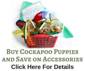 buy cockapoo puppies and save on accessories